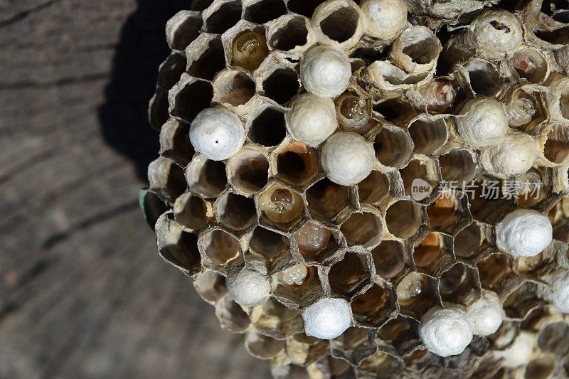 黄蜂的巢没有黄蜂。捕获被蹂躏的巢黄蜂