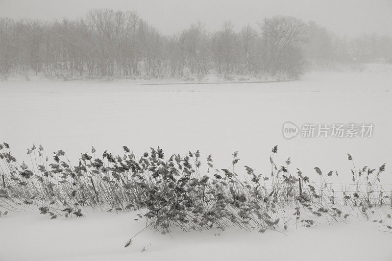 暴风雪中的路边草