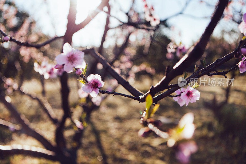 梅花