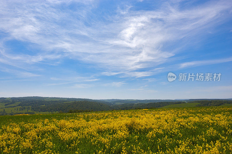 夏天的领域。阿尔泰的动机。