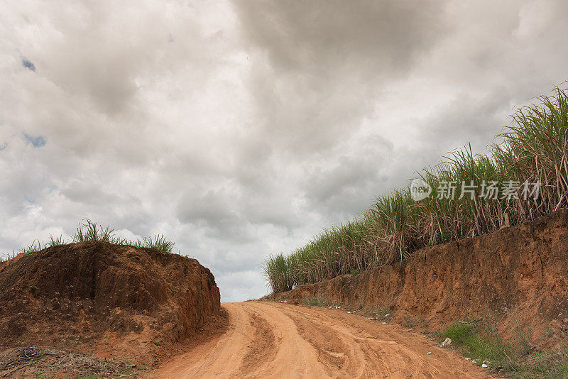 巴西种植园的道路