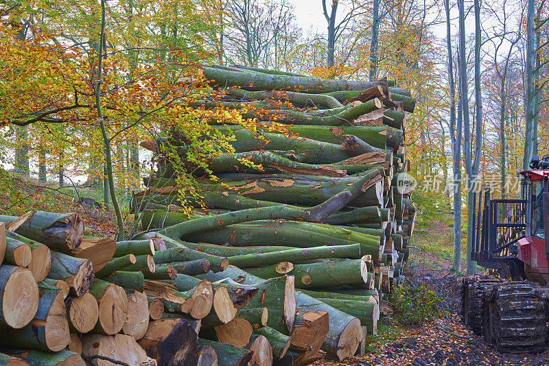树干堆在森林里