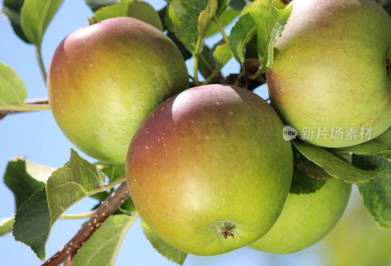 有机苹果在苹果树上，在阳光下成熟，果园花园
