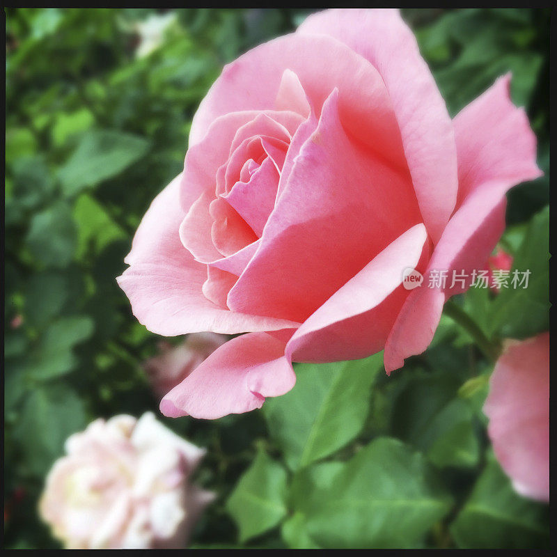 美丽的粉红色玫瑰在花园