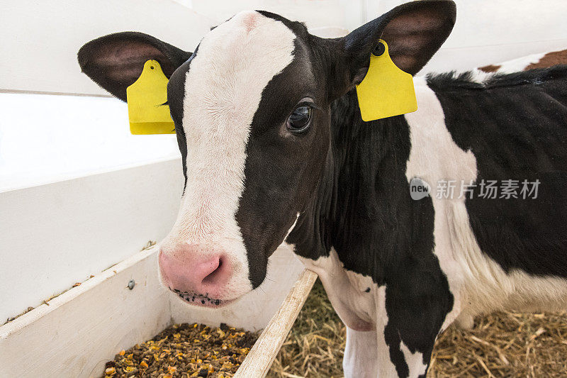 在奶牛场的谷仓里，黑白两色的小牛