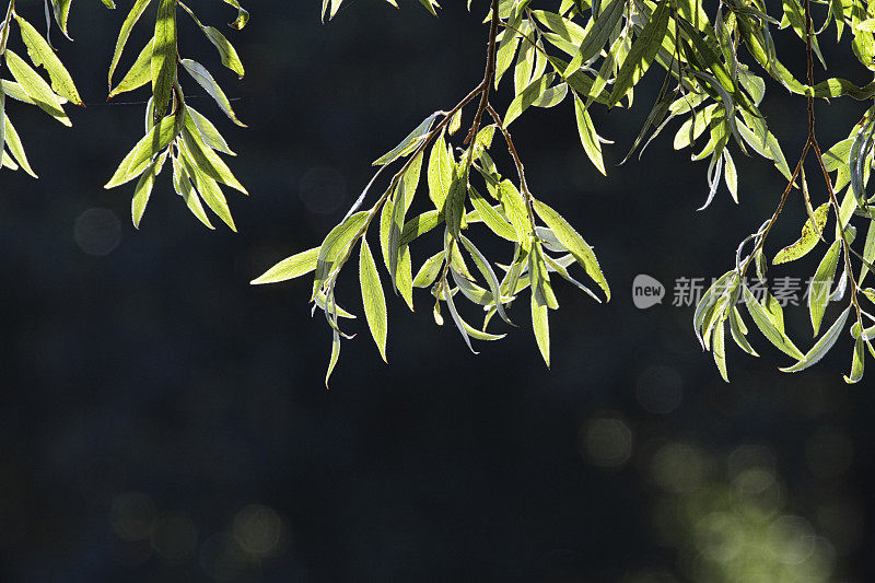 精致的灰绿色叶子，带有深色的背景