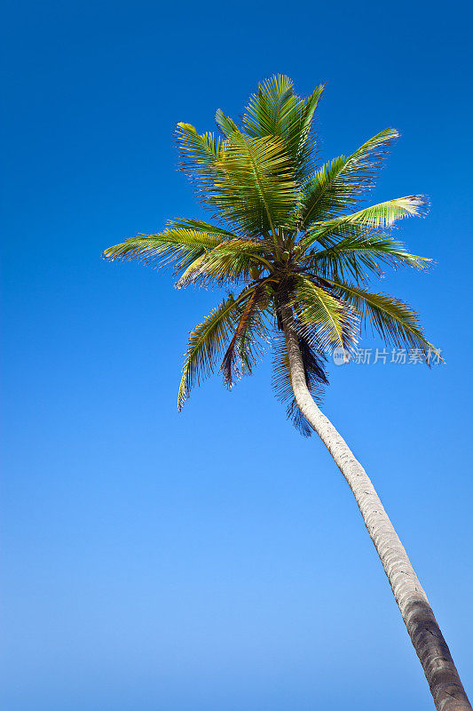 椰子树和湛蓝的天空