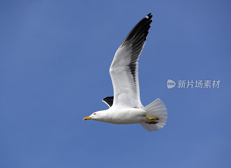 飞翔的海鸥