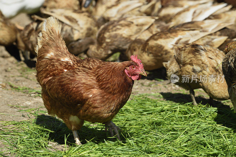 下蛋的散养鸡在院子里游荡