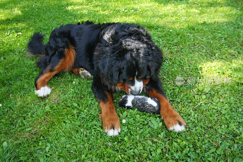 伯尔尼山犬和一只小猫