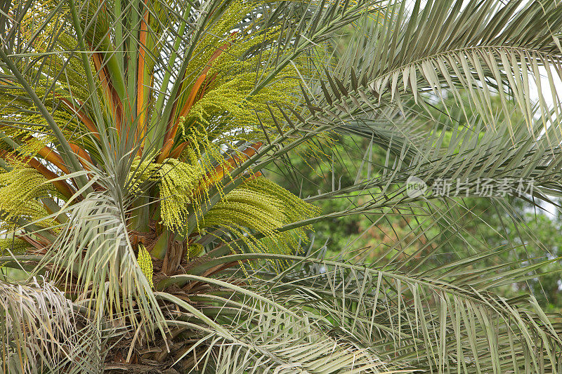 迪拜，阿联酋-枣棕榈树盛开