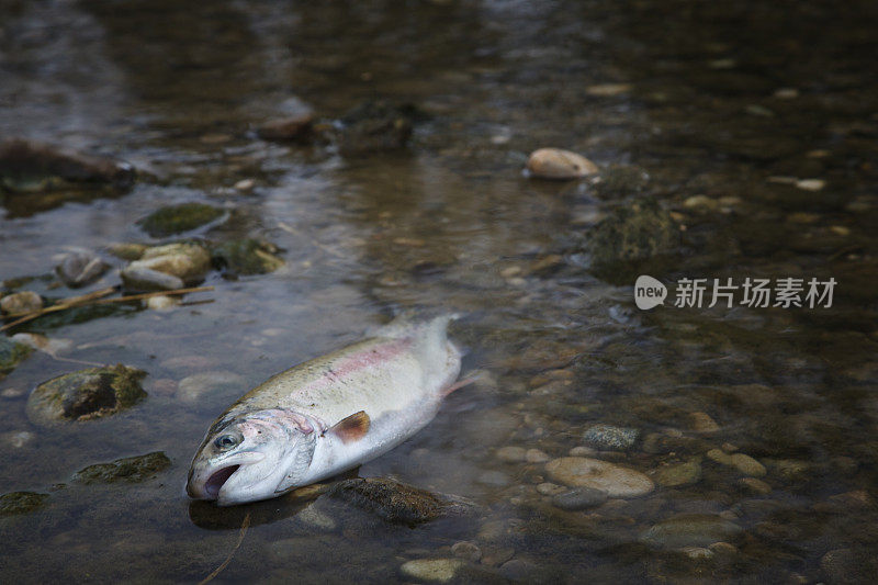 被污染的河流中的死鱼