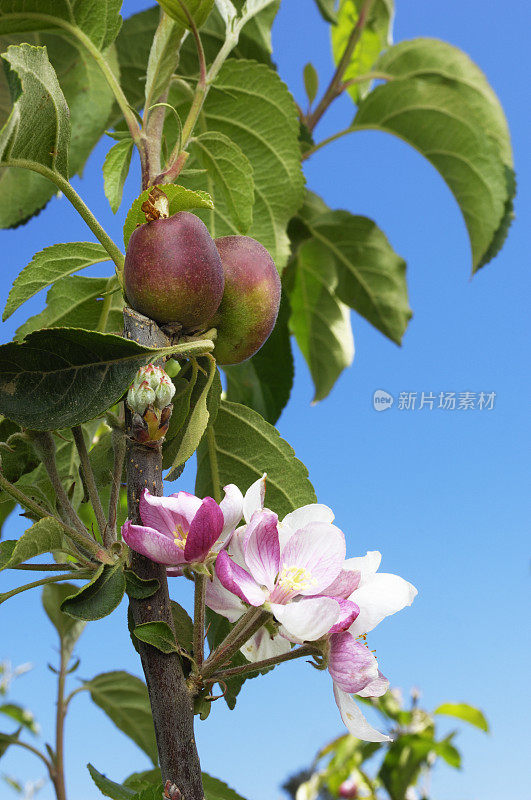 树上成熟的苹果的特写