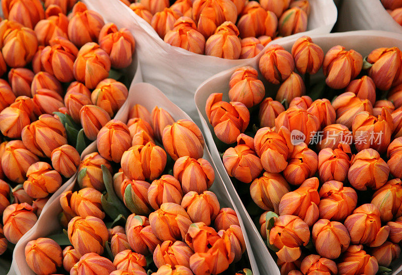 花卉市场的橙色郁金香