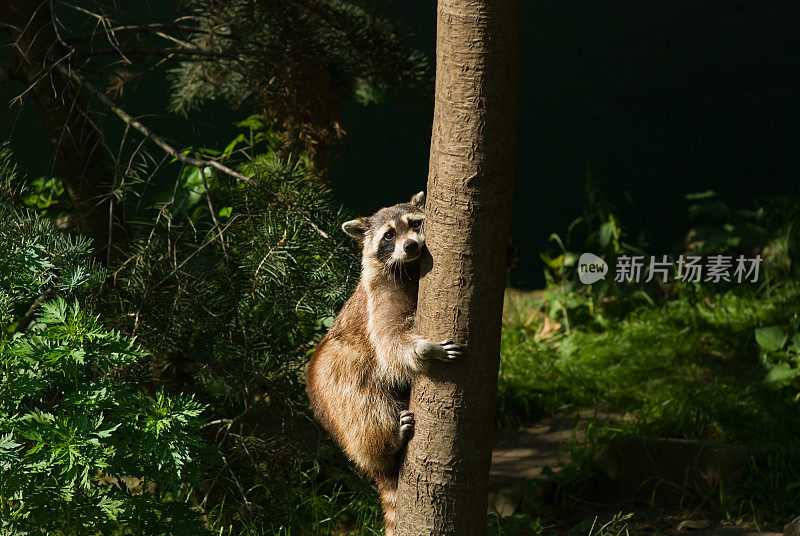 树上的浣熊