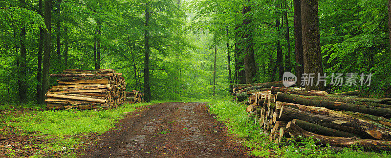 森林路上成堆的木材