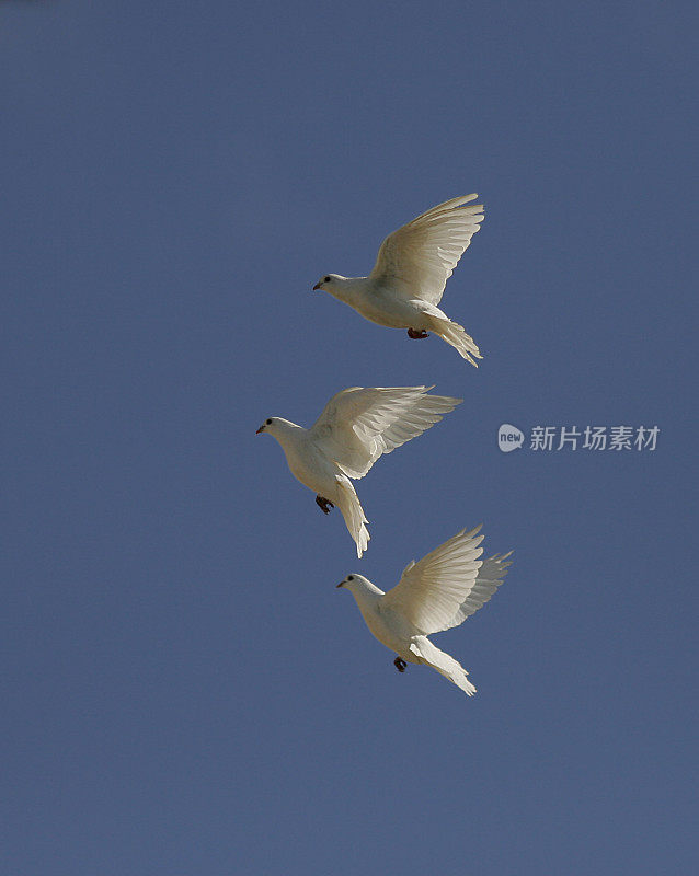 鸽子在形成