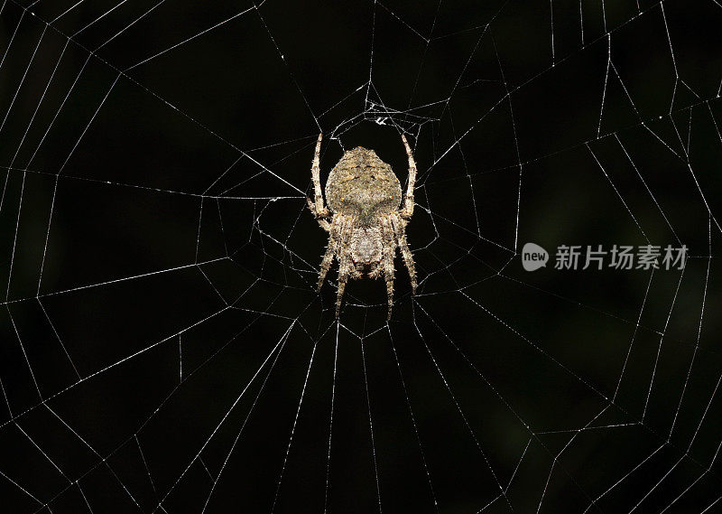 头骨的蜘蛛