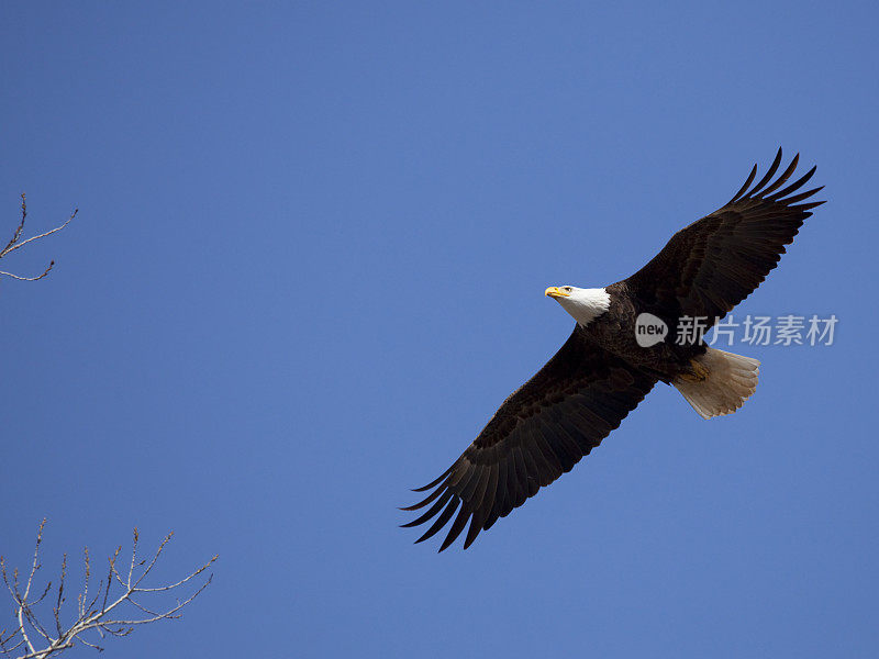 美国秃鹰在蓝天上飞过树梢