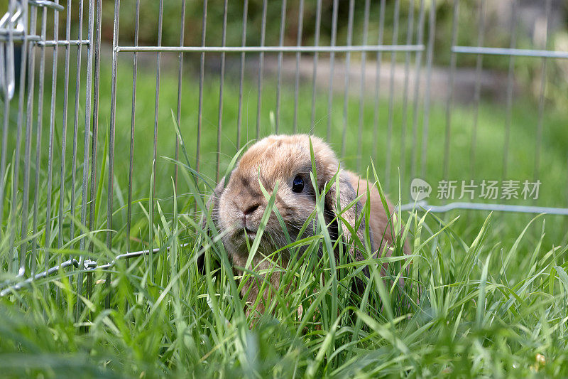 草丛中垂耳兔