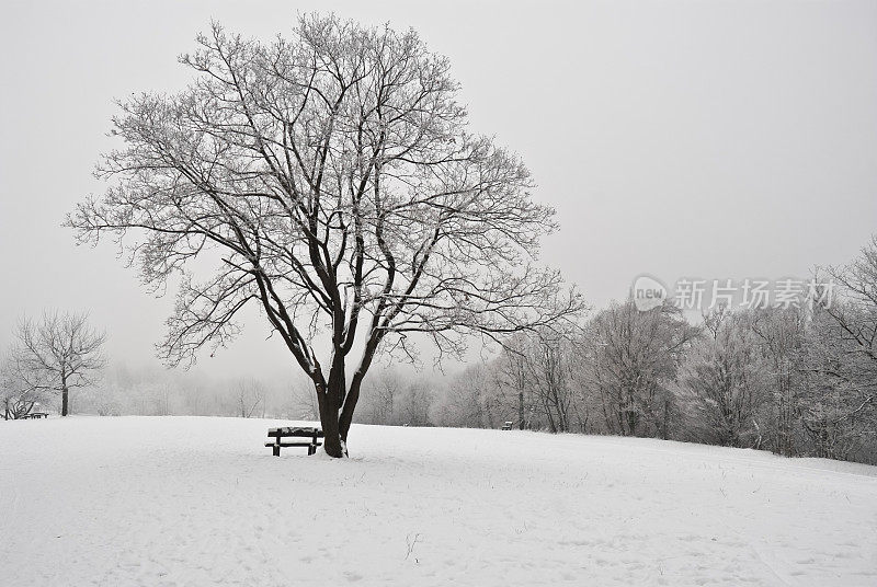 冬天的树和长凳