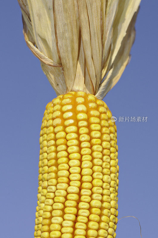 天空中玉米的剪影