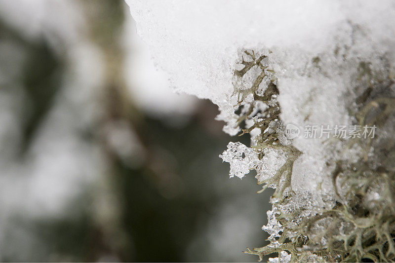 被雪覆盖的地衣