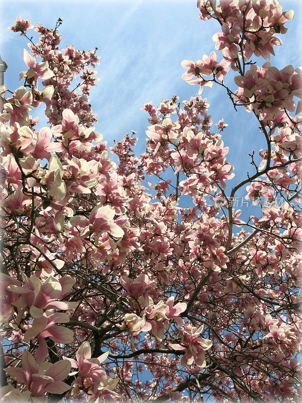 樱花枝在春天和蓝天盛开
