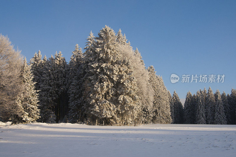 冬天的云杉林和蓝天下的雪域草地