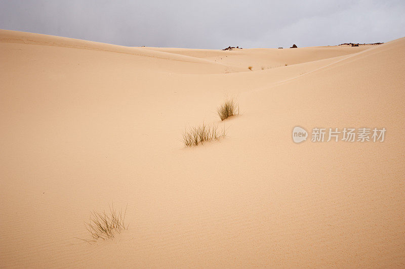 西奈沙漠中的沙丘