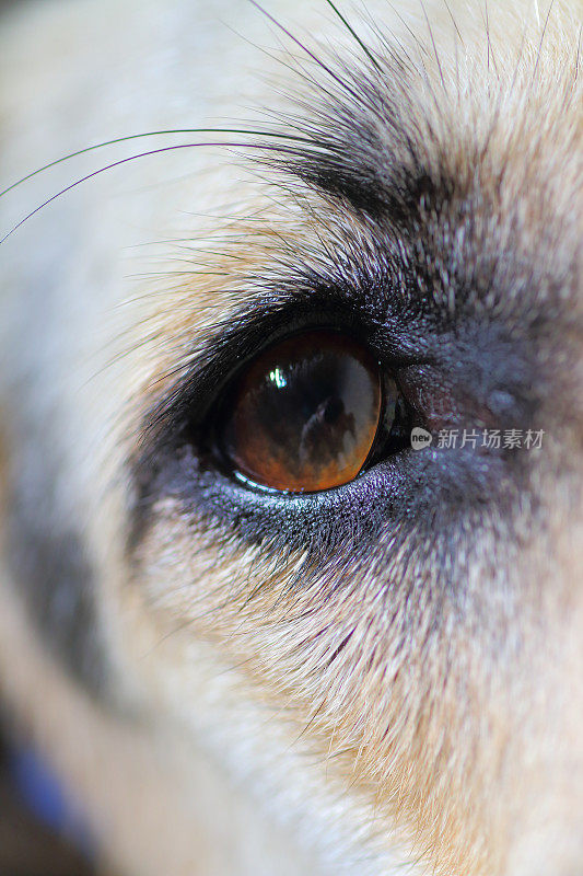 灰狗狗的眼睛