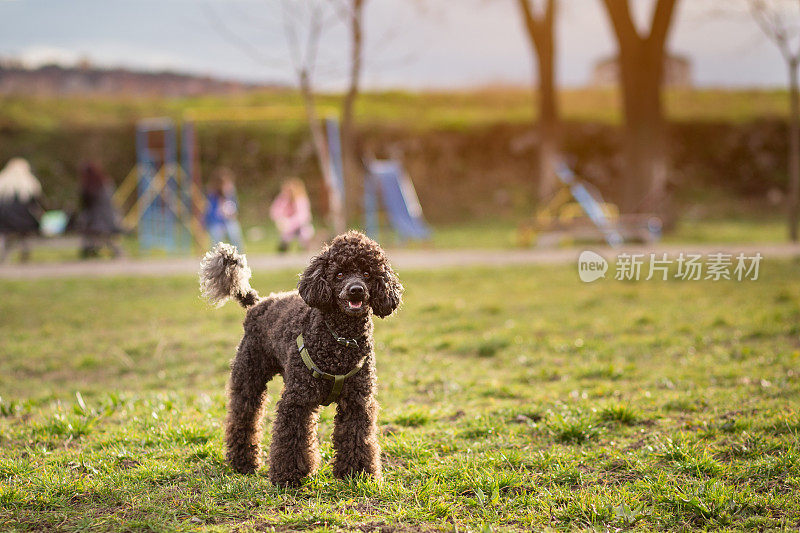 黑色的玩具贵宾犬