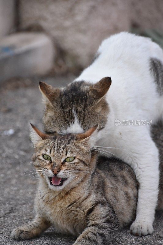 家猫交配