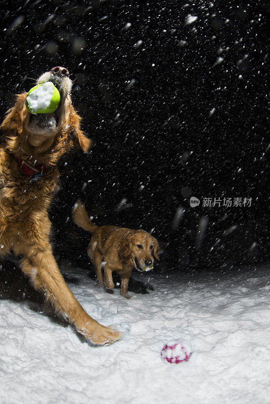 两只金毛猎犬晚上在雪地里玩耍