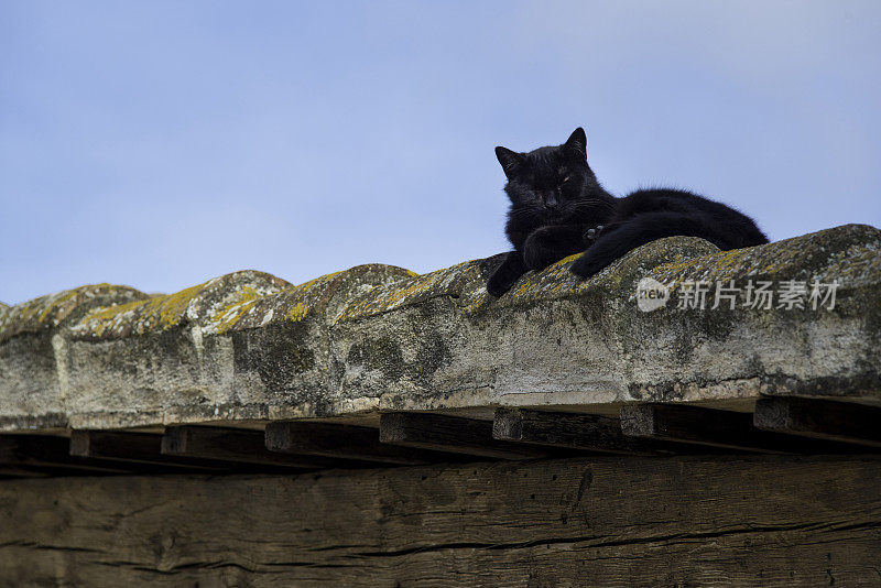 黑猫在屋顶上