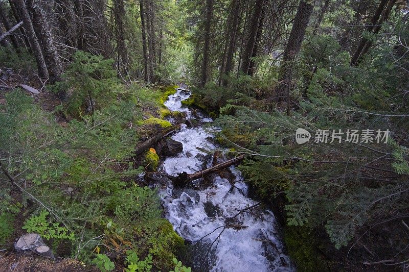 不雷尼尔山溪