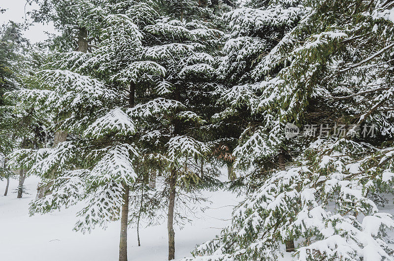 美丽的冬天景色与白雪覆盖的树木