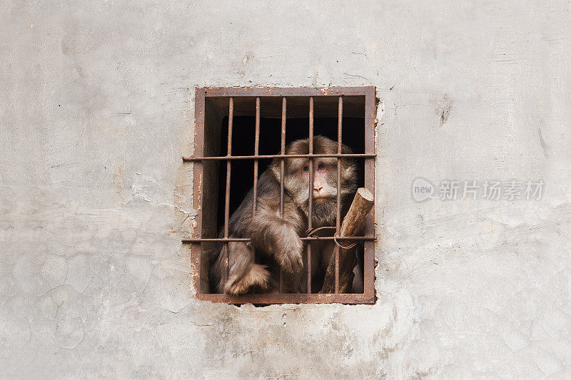 笼子里绝望的猴子