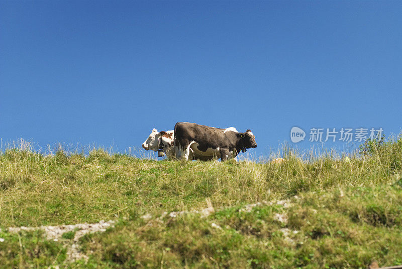 两头奶牛在高山上