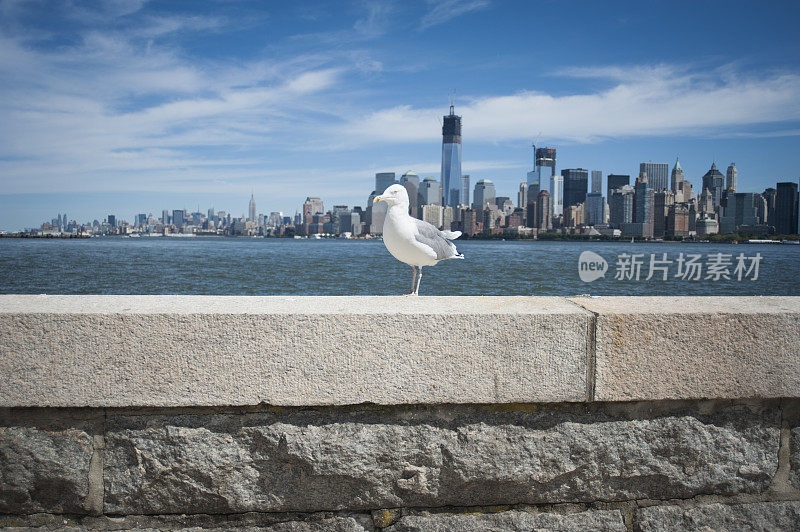 海鸥与曼哈顿景观