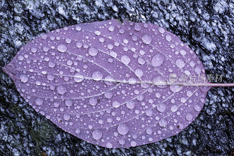 紫叶水滴