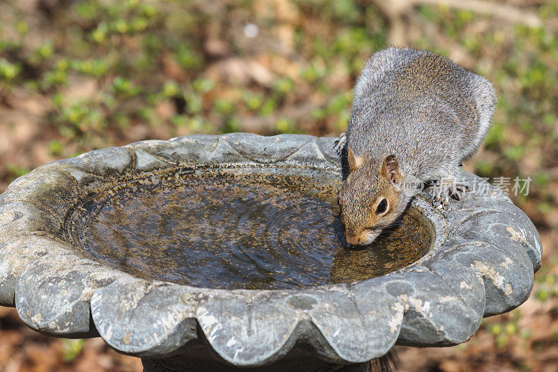 喝水的松鼠