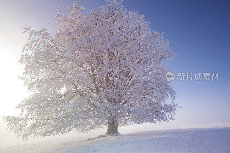 树木在冰雪覆盖的冬季景观