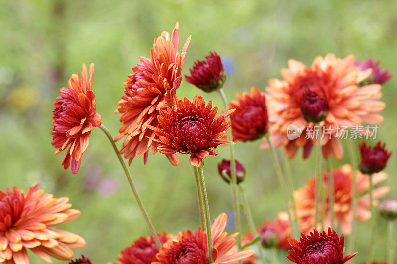 红米迦勒节雏菊