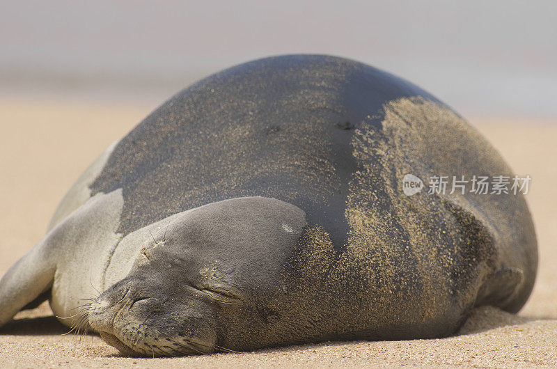 濒危的夏威夷僧海豹