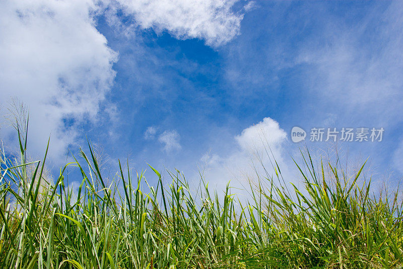 夏日的田野上长着高高的草和蔚蓝的天空