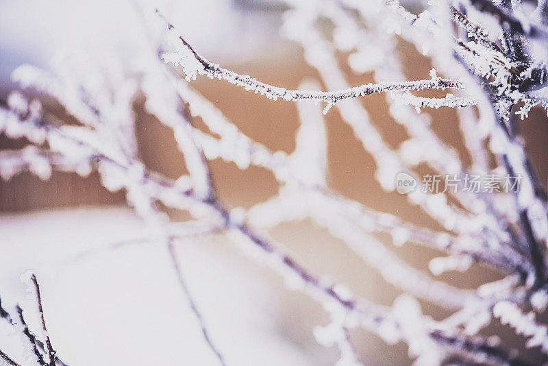 光秃秃的树枝上爬满了冬天的初雪