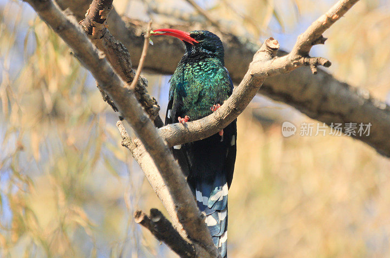 南非纳塔尔皇家国家公园的红嘴木冠鸟