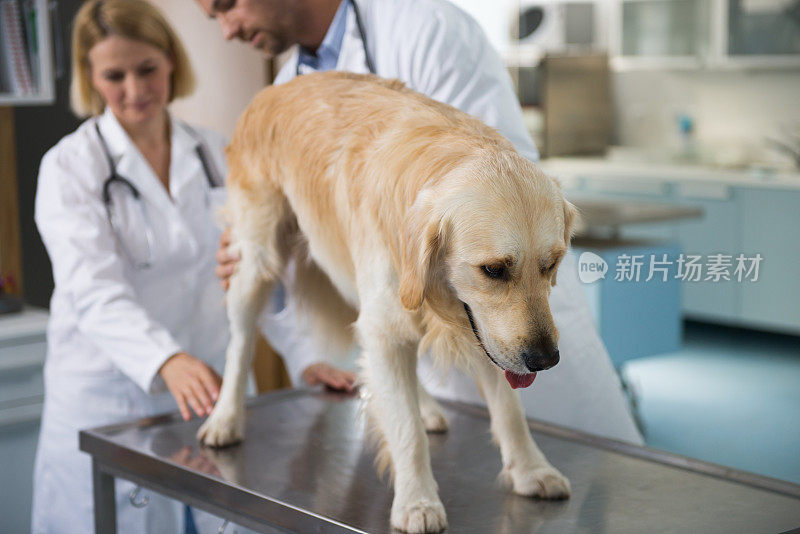 黄金猎犬在兽医