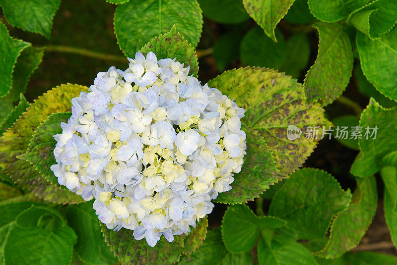 绣球花